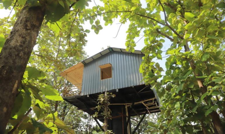 TREE HOUSE
