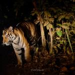Night Safaris