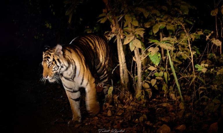 Night Safaris
